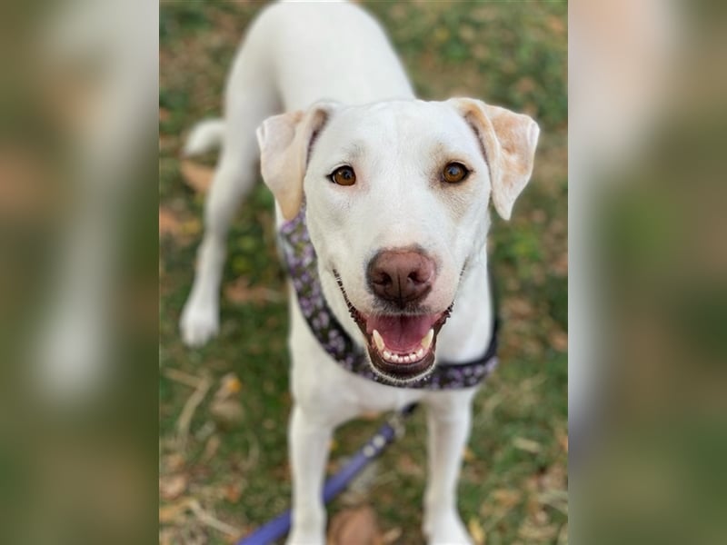 Janna, geb. ca. 10/2019, lebt in GRIECHENLAND, auf einer privaten Pflegestelle