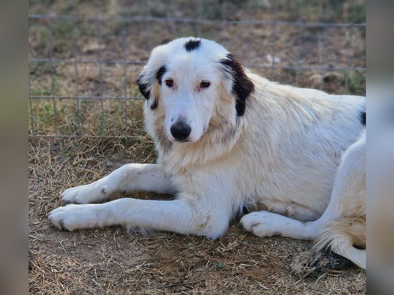 Namika, geb. ca. 02/2024, lebt in GRIECHENLAND, im städt. Tierheim Serres