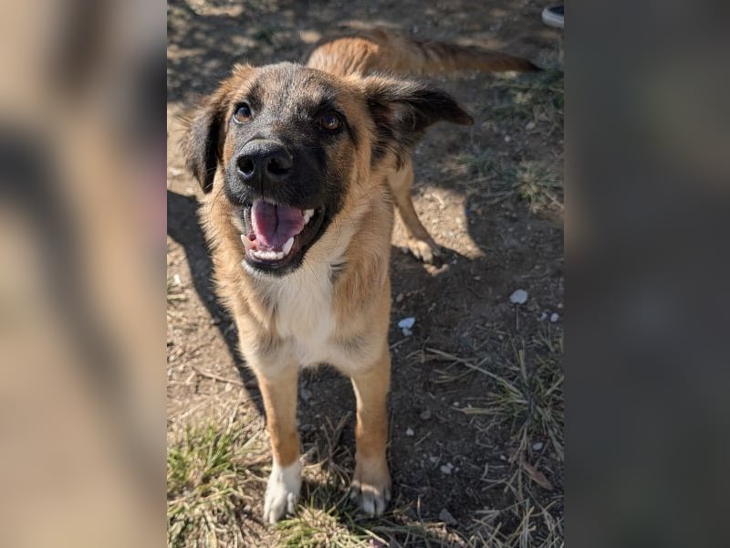 Flint, geb. ca. 03/2025, lebt in GRIECHENLAND, auf einer privaten Pflegestelle