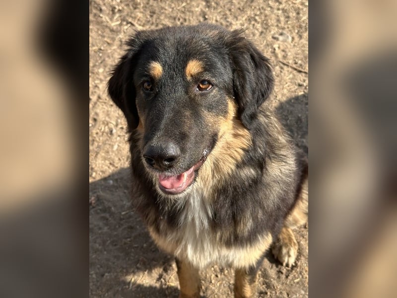 Rubeus Hagrid, geb. ca. 12/2023, lebt in GRIECHENLAND, im städt. Tierheim Serres