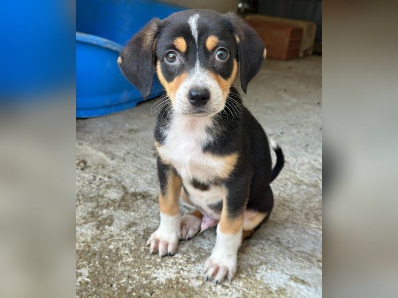Pepper, geb. ca. 05/2026, lebt in GRIECHENLAND, im städt. Tierheim Serres