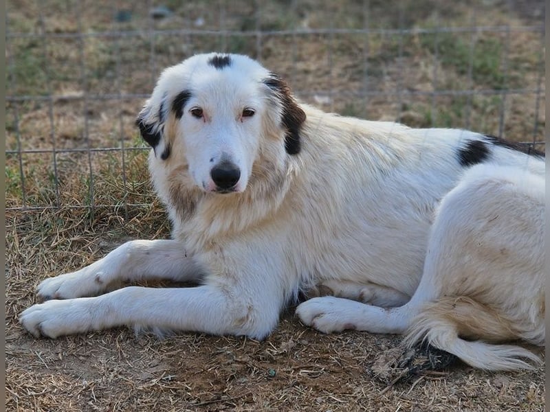 Namika, geb. ca. 02/2024, lebt in GRIECHENLAND, im städt. Tierheim Serres