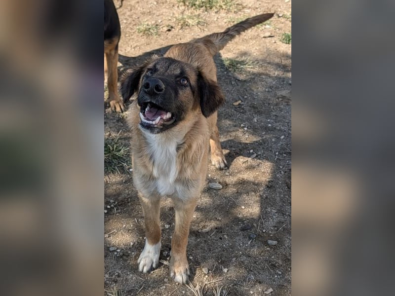 Flint, geb. ca. 03/2025, lebt in GRIECHENLAND, auf einer privaten Pflegestelle