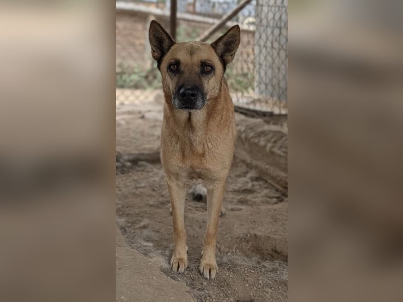 Diesel, geb. ca. 04/2022, lebt in GRIECHENLAND, im städt. Tierheim Serres