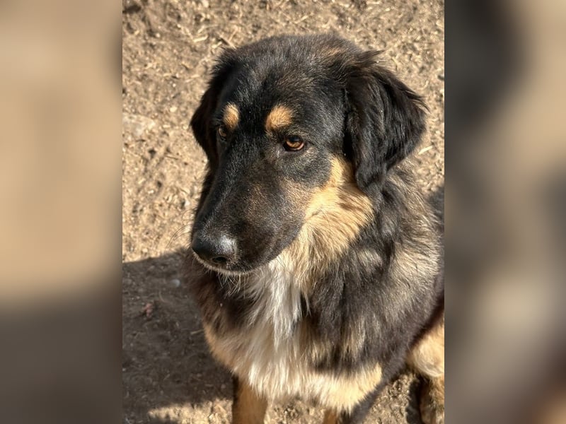 Rubeus Hagrid, geb. ca. 12/2023, lebt in GRIECHENLAND, im städt. Tierheim Serres