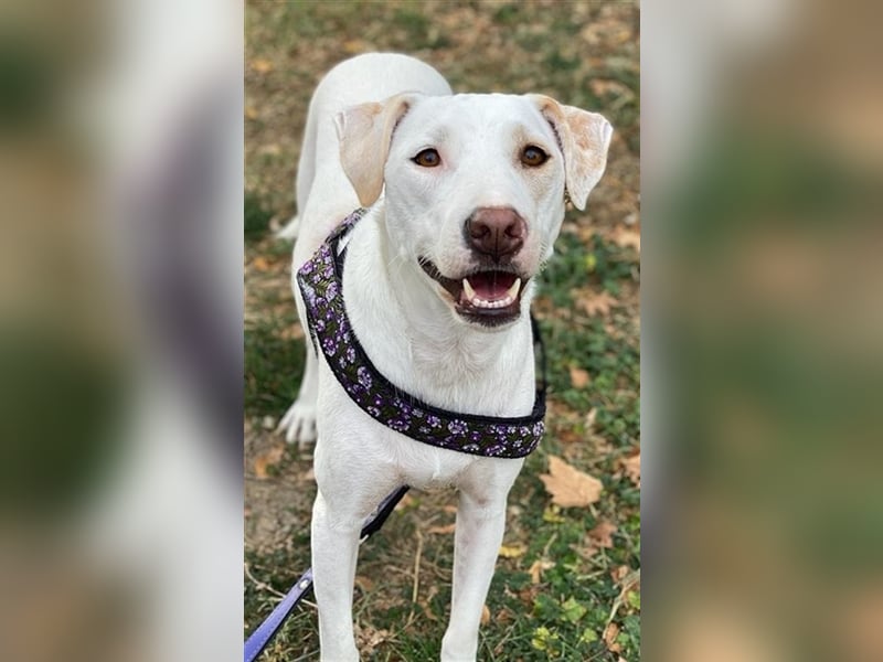 Janna, geb. ca. 10/2019, lebt in GRIECHENLAND, auf einer privaten Pflegestelle