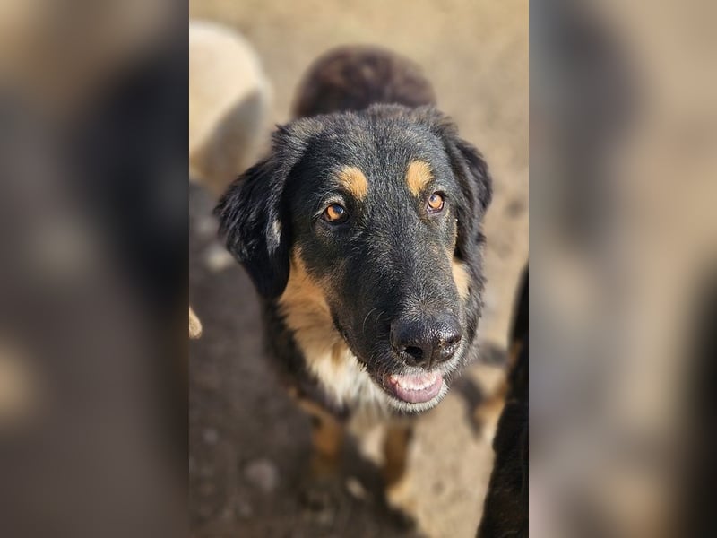 Rubeus Hagrid, geb. ca. 12/2023, lebt in GRIECHENLAND, im städt. Tierheim Serres