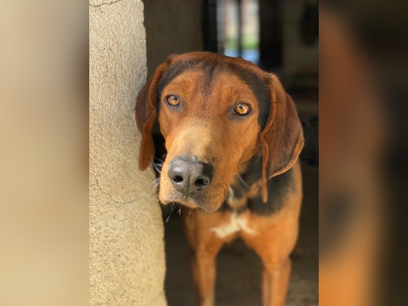 Brezel, geb. ca. 02/2024, lebt in GRIECHENLAND, im städt. Tierheim Serres