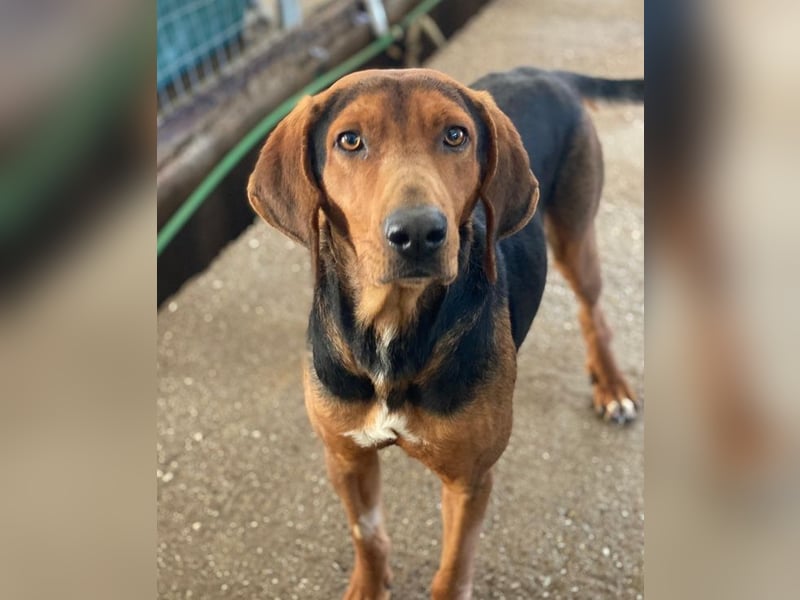 Brezel, geb. ca. 02/2024, lebt in GRIECHENLAND, im städt. Tierheim Serres