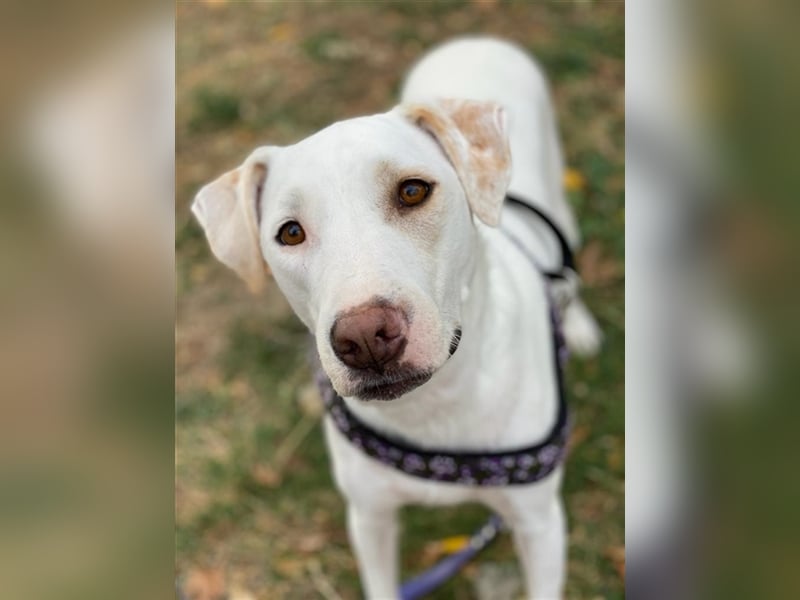 Janna, geb. ca. 10/2019, lebt in GRIECHENLAND, auf einer privaten Pflegestelle