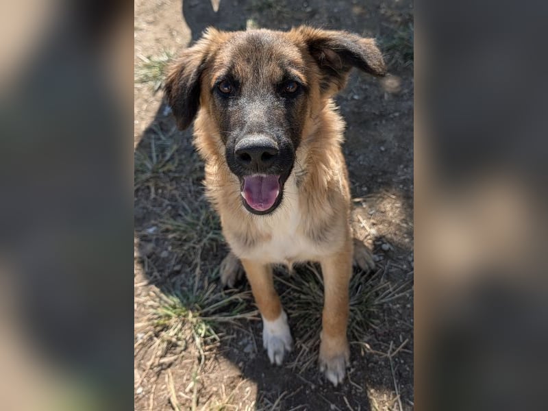 Flint, geb. ca. 03/2025, lebt in GRIECHENLAND, auf einer privaten Pflegestelle