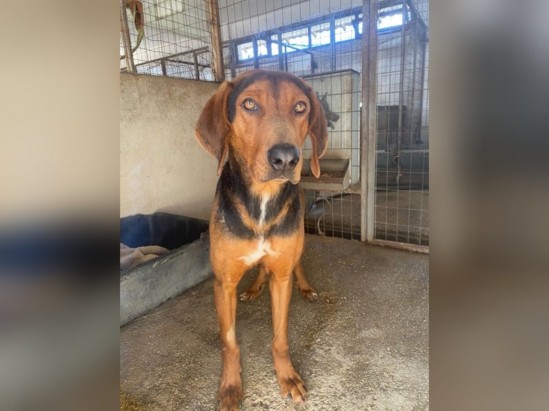 Brezel, geb. ca. 02/2024, lebt in GRIECHENLAND, im städt. Tierheim Serres