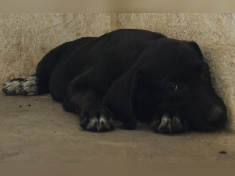 Smokey, geb. 08.06.2026, lebt in GRIECHENLAND, auf einer privaten Pflegestelle