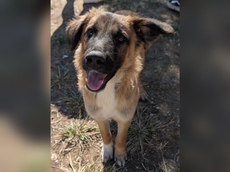 Flint, geb. ca. 03/2025, lebt in GRIECHENLAND, auf einer privaten Pflegestelle