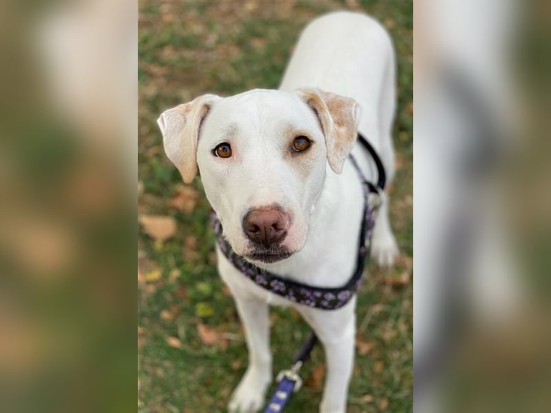 Janna, geb. ca. 10/2019, lebt in GRIECHENLAND, auf einer privaten Pflegestelle