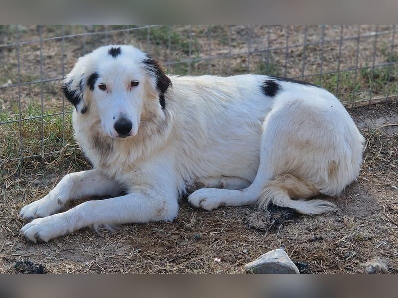 Namika, geb. ca. 02/2024, lebt in GRIECHENLAND, im städt. Tierheim Serres