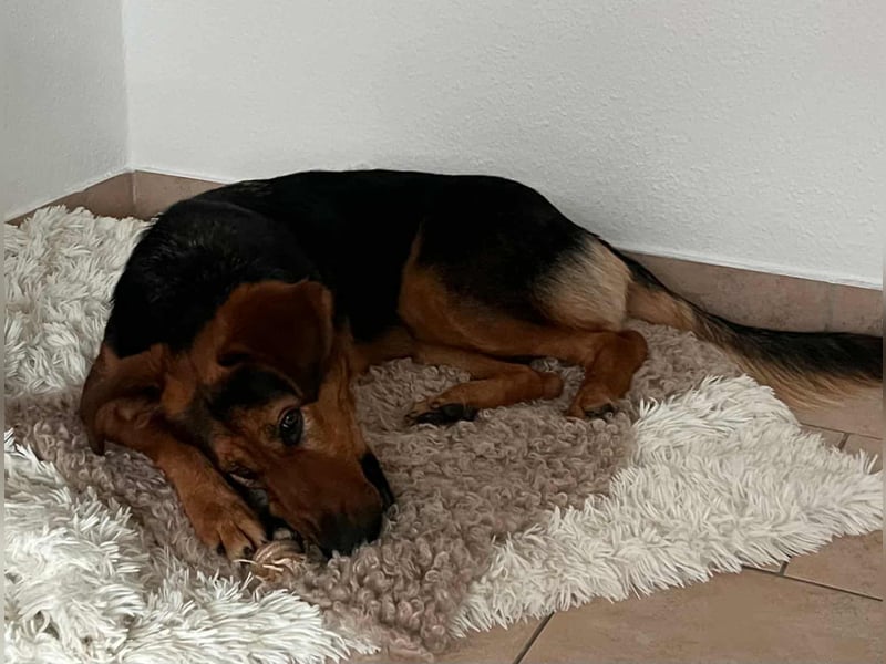 Naya - Dreibeinige Heldin sucht ihr Für-immer-Zuhause