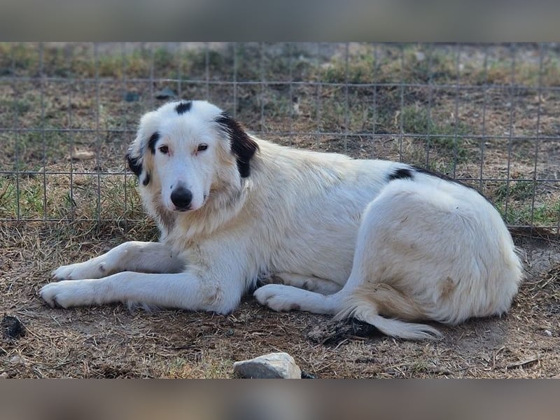 Namika, geb. ca. 02/2024, lebt in GRIECHENLAND, im städt. Tierheim Serres