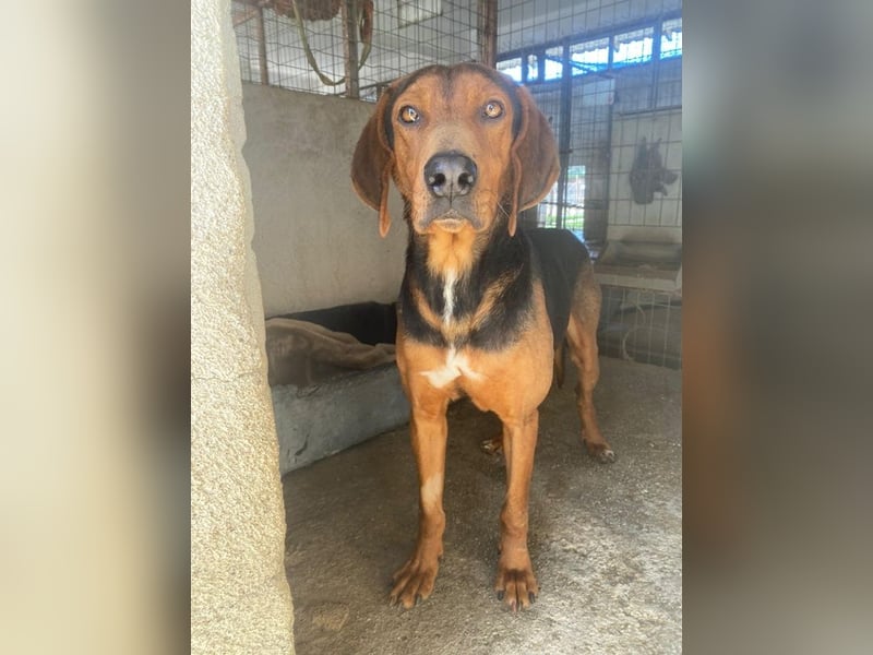 Brezel, geb. ca. 02/2024, lebt in GRIECHENLAND, im städt. Tierheim Serres