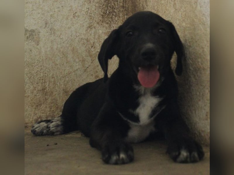 Smokey, geb. 08.06.2026, lebt in GRIECHENLAND, auf einer privaten Pflegestelle