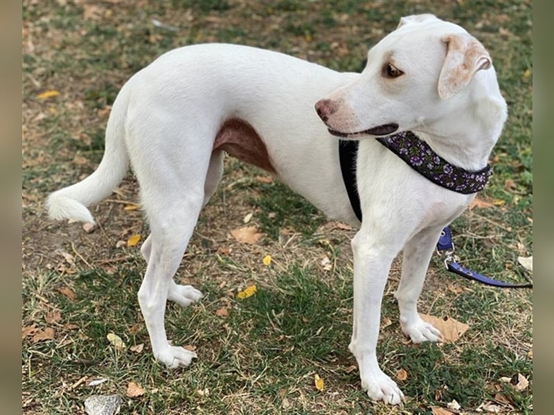 Janna, geb. ca. 10/2019, lebt in GRIECHENLAND, auf einer privaten Pflegestelle