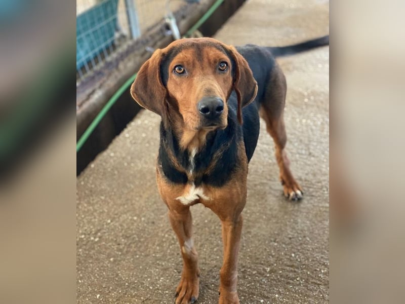 Brezel, geb. ca. 02/2024, lebt in GRIECHENLAND, im städt. Tierheim Serres