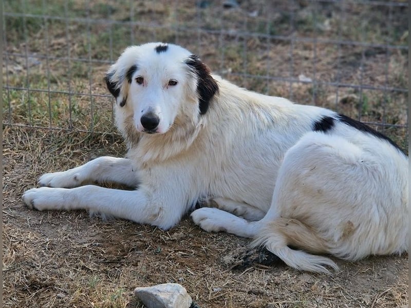 Namika, geb. ca. 02/2024, lebt in GRIECHENLAND, im städt. Tierheim Serres