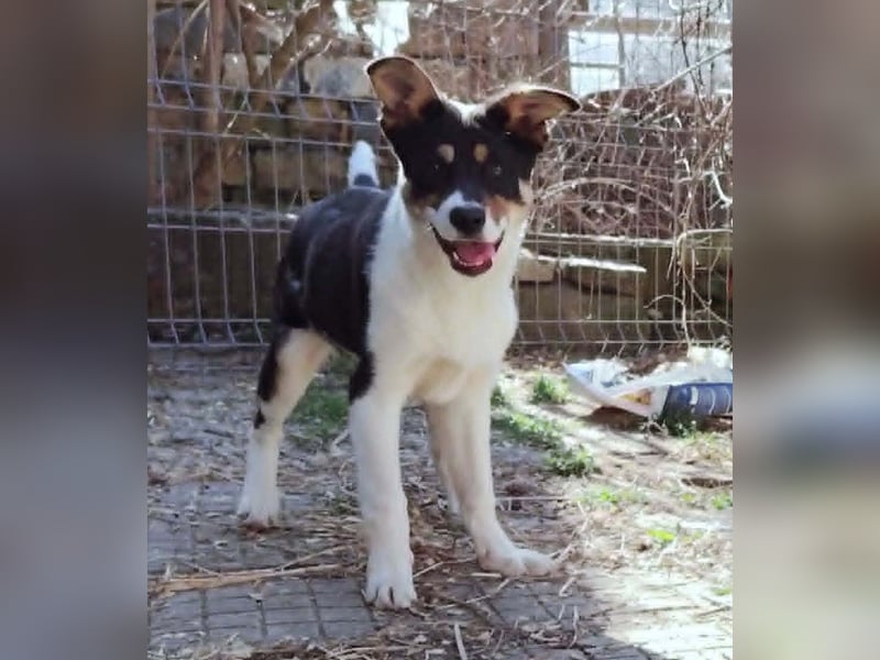 Simona - wo darf ich Zuhause sein?