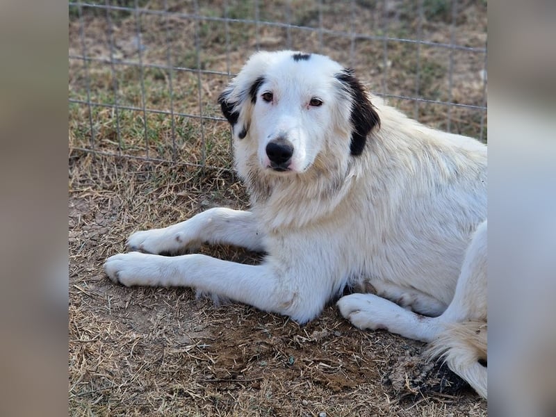 Namika, geb. ca. 02/2024, lebt in GRIECHENLAND, im städt. Tierheim Serres