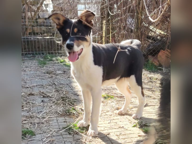 Simona - wo darf ich Zuhause sein?