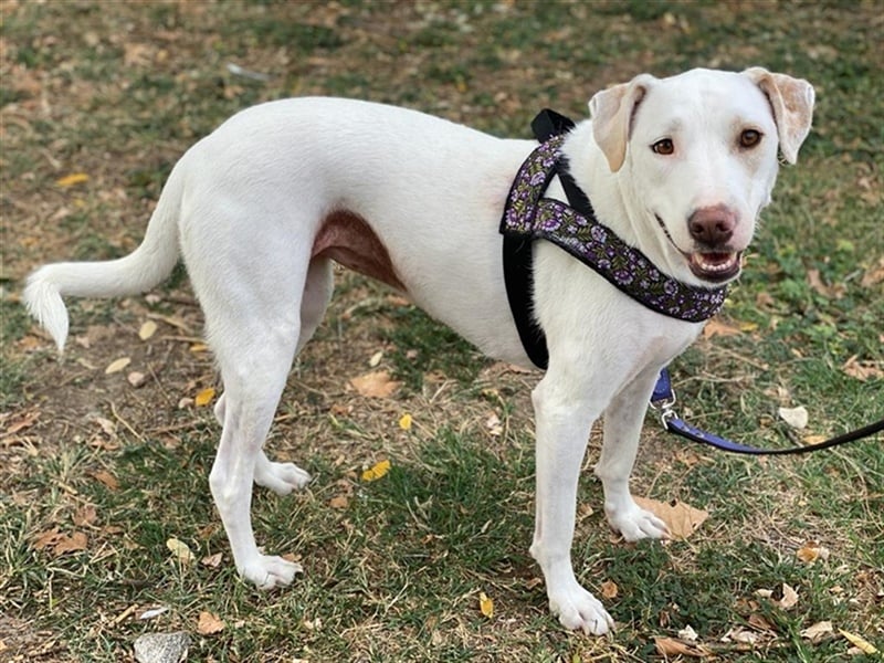 Janna, geb. ca. 10/2019, lebt in GRIECHENLAND, auf einer privaten Pflegestelle