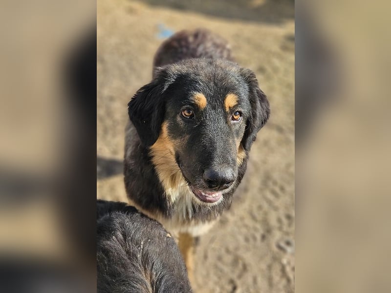 Rubeus Hagrid, geb. ca. 12/2023, lebt in GRIECHENLAND, im städt. Tierheim Serres