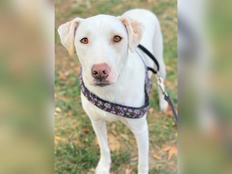 Janna, geb. ca. 10/2019, lebt in GRIECHENLAND, auf einer privaten Pflegestelle