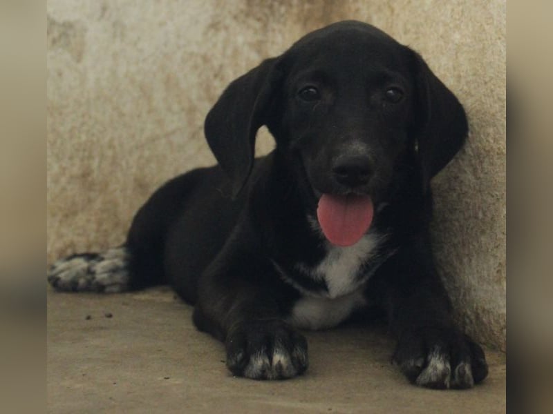 Smokey, geb. 08.06.2026, lebt in GRIECHENLAND, auf einer privaten Pflegestelle