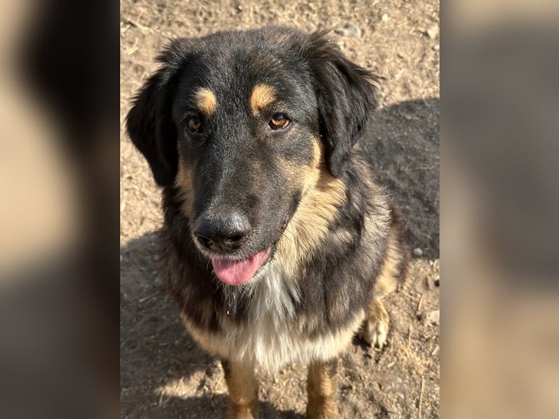 Rubeus Hagrid, geb. ca. 12/2023, lebt in GRIECHENLAND, im städt. Tierheim Serres