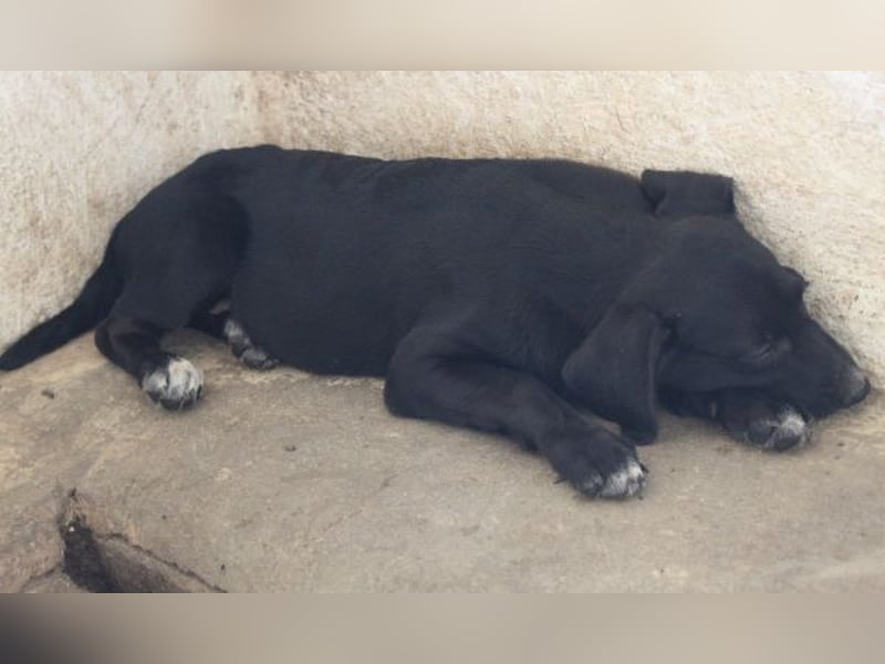 Smokey, geb. 08.06.2026, lebt in GRIECHENLAND, auf einer privaten Pflegestelle