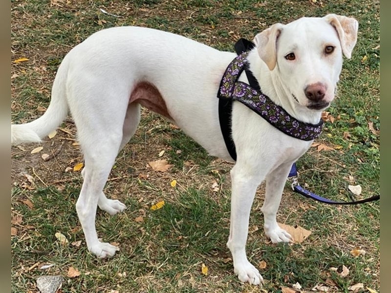 Janna, geb. ca. 10/2019, lebt in GRIECHENLAND, auf einer privaten Pflegestelle