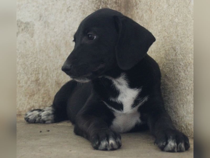 Smokey, geb. 08.06.2026, lebt in GRIECHENLAND, auf einer privaten Pflegestelle