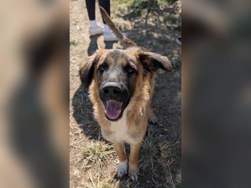 Flint, geb. ca. 03/2025, lebt in GRIECHENLAND, auf einer privaten Pflegestelle