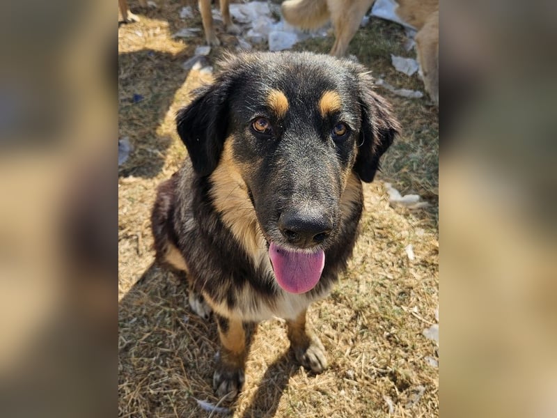 Rubeus Hagrid, geb. ca. 12/2023, lebt in GRIECHENLAND, im städt. Tierheim Serres