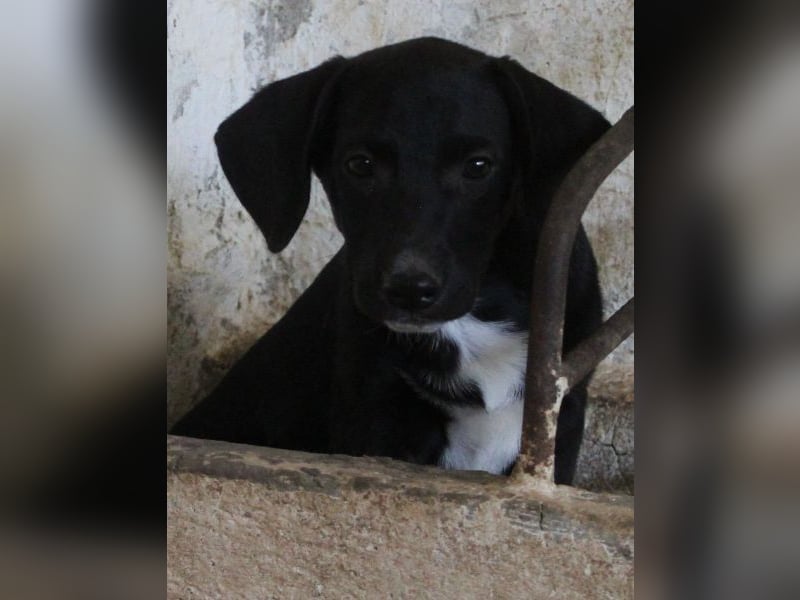 Smokey, geb. 08.06.2026, lebt in GRIECHENLAND, auf einer privaten Pflegestelle