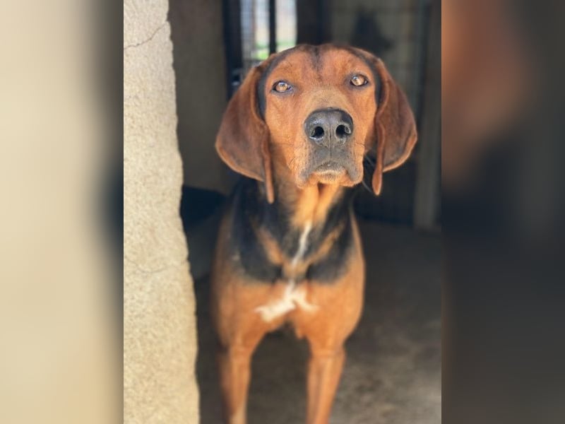 Brezel, geb. ca. 02/2024, lebt in GRIECHENLAND, im städt. Tierheim Serres