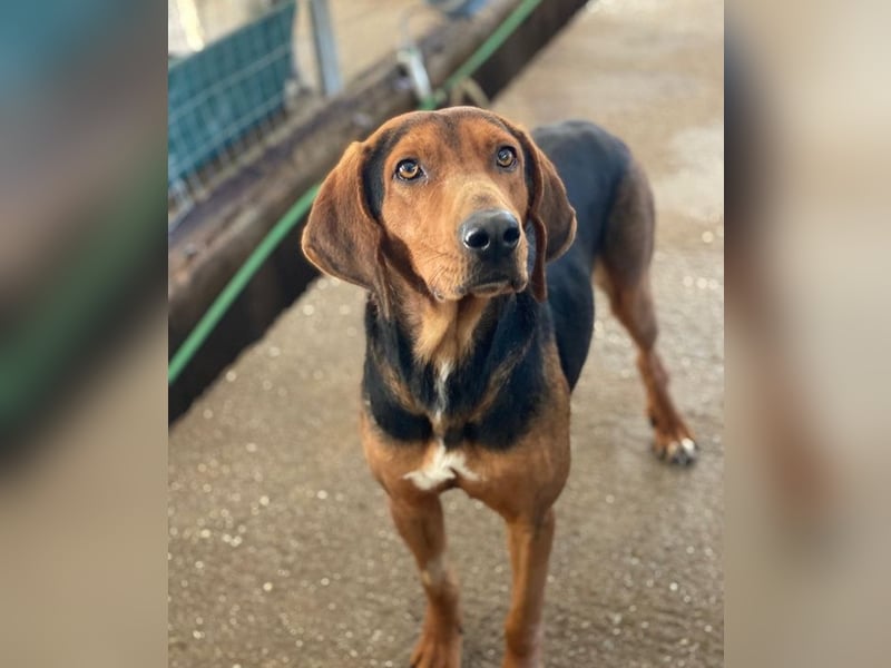 Brezel, geb. ca. 02/2024, lebt in GRIECHENLAND, im städt. Tierheim Serres