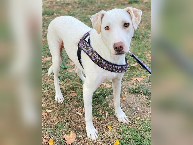 Janna, geb. ca. 10/2019, lebt in GRIECHENLAND, auf einer privaten Pflegestelle