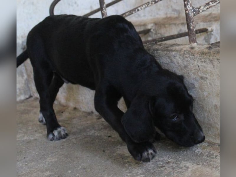 Smokey, geb. 08.06.2026, lebt in GRIECHENLAND, auf einer privaten Pflegestelle