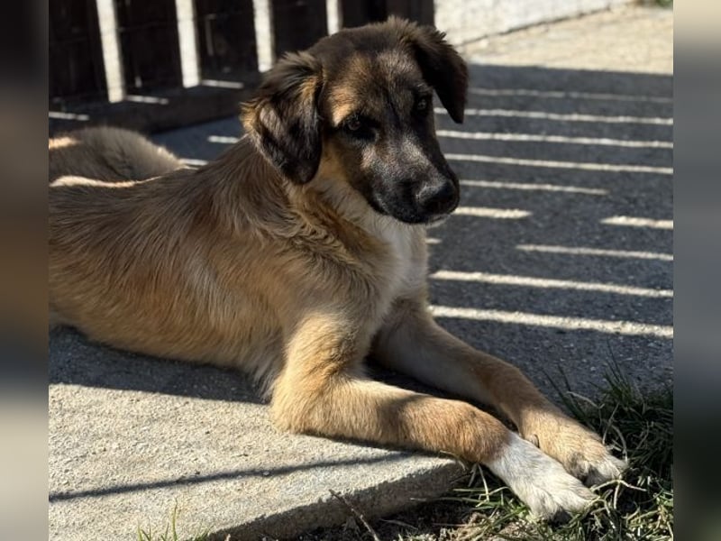 Flint, geb. ca. 03/2025, lebt in GRIECHENLAND, auf einer privaten Pflegestelle