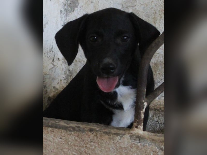 Smokey, geb. 08.06.2026, lebt in GRIECHENLAND, auf einer privaten Pflegestelle