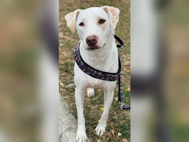 Janna, geb. ca. 10/2019, lebt in GRIECHENLAND, auf einer privaten Pflegestelle