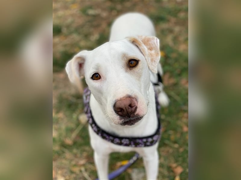 Janna, geb. ca. 10/2019, lebt in GRIECHENLAND, auf einer privaten Pflegestelle