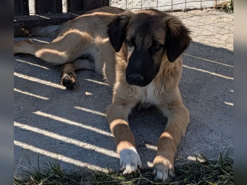 Flint, geb. ca. 03/2025, lebt in GRIECHENLAND, auf einer privaten Pflegestelle